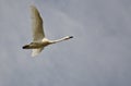 Lone Tundra Swan Flying in a Cloudy Sky Royalty Free Stock Photo