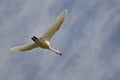 Lone Tundra Swan Flying in a Cloudy Sky Royalty Free Stock Photo