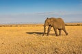 Lone Tusker Walking Across Golden Savanna Royalty Free Stock Photo