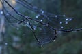 A lone twig covered in cobwebs with dew drops. Tree branch. Royalty Free Stock Photo