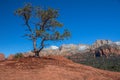 Lone, twisted pine tree and red rock mountains, Sedona, AZ