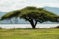 A lone Umbrella Thorn Acacia tree at the shores of Lake Jipe in Tsavo West National Park in Kenya
