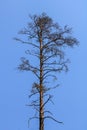 A lone, very old pine tree with hundreds of withered and withered Royalty Free Stock Photo