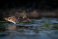 Lone wader black-tailed godwit bird on a shallow swamp lake in the Netherlands Royalty Free Stock Photo