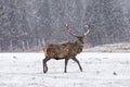 Lone wapiti in a snow storm Royalty Free Stock Photo
