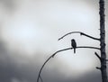 Lone warbler bird on dead dry tree Royalty Free Stock Photo