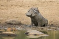 Lone warthog playing in mud to cool off