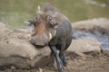 Lone warthog playing in mud to cool off