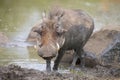 Lone warthog playing in mud to cool off Royalty Free Stock Photo