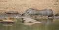 Lone warthog playing in mud to cool off