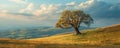 A lone, weathered tree standing tall against a backdrop of rolling hill Royalty Free Stock Photo