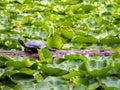 Lone western painted turtle on a log in a pond fully of lily pads Royalty Free Stock Photo