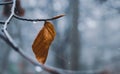 Lone wet leaf, hanging on a branch.