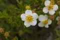 Lone white Bloodroot flower is blooming out of the ground in early spring