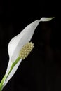 Lone white blooming calla flower