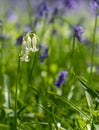 Lone white bluebell flower amidst carpet of wild bluebells, photographed at Pear Wood in Stanmore, Middlesex, UK Royalty Free Stock Photo