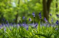 Lone white bluebell flower amidst carpet of wild bluebells, photographed at Pear Wood in Stanmore, Middlesex, UK Royalty Free Stock Photo