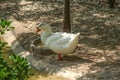 On a hot day, a lone white goose with a brown spot stands in the shade of trees on the bank of a pond.