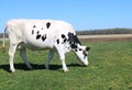 Lone white cow with black spots eating grass in the field Royalty Free Stock Photo