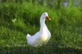 A lone white duck left the pond covered in bright green grass, drops of water running down his fluff