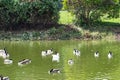Loan White Duck swimming with Friends