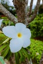 A lone white flower in full bloom in the gardens of Lalitha Mahal Palace Hotel, Mysore