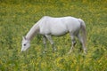 Lone white horse