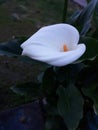 Lone white lily flower evening