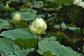 A lone white lotus flower