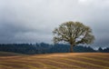 Lone White Oak Tree in a Field