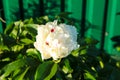 A lone white peony flower has fully blossomed