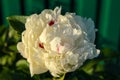 A lone white peony flower has fully blossomed