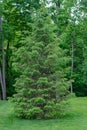 A lone white pine tree sits on a freshly mowed and manicured law