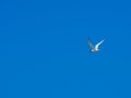 A lone white sea gull flies in the blue cloudless sky. The seagull holds the caught fish in its beak. Wild bird in Royalty Free Stock Photo