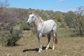 Lone white stallion wild horse in the Salt River wild horse management area near Scottsdale Arizona USA Royalty Free Stock Photo