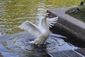 A lone white Swan flaps its wings