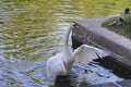 A lone white Swan flaps its wings