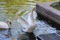 A lone white Swan flaps its wings