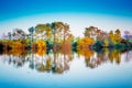 A lone white swan floats along a river that reflects multicolored autumn trees. Autumn landscape with the river_ Royalty Free Stock Photo