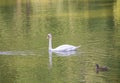 Lone white swan floats craves wary brown duck pond water