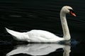 Lone white swan reflected onto lake