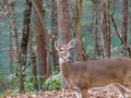 A lone White Tail deer in the autumn leaves