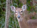 A lone White Tail deer in the autumn leaves