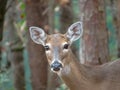 A lone White Tail deer in the autumn leaves