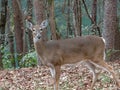 A lone White Tail deer in the autumn leaves