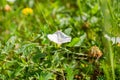 A lone white thunderstorm of weed grass field bindweed blossoms in white. Royalty Free Stock Photo