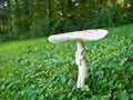 Lone White Toadstool Mushroom Fungus Royalty Free Stock Photo