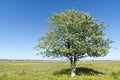 Lone Whitebeam tree by springtime in a green and bright coastland with yellow flowers Royalty Free Stock Photo