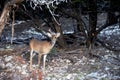 A lone whitetail buck stands underneath a tree and hears a sudden noise that startles him. Royalty Free Stock Photo