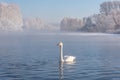 Swan lake mist frost wintering